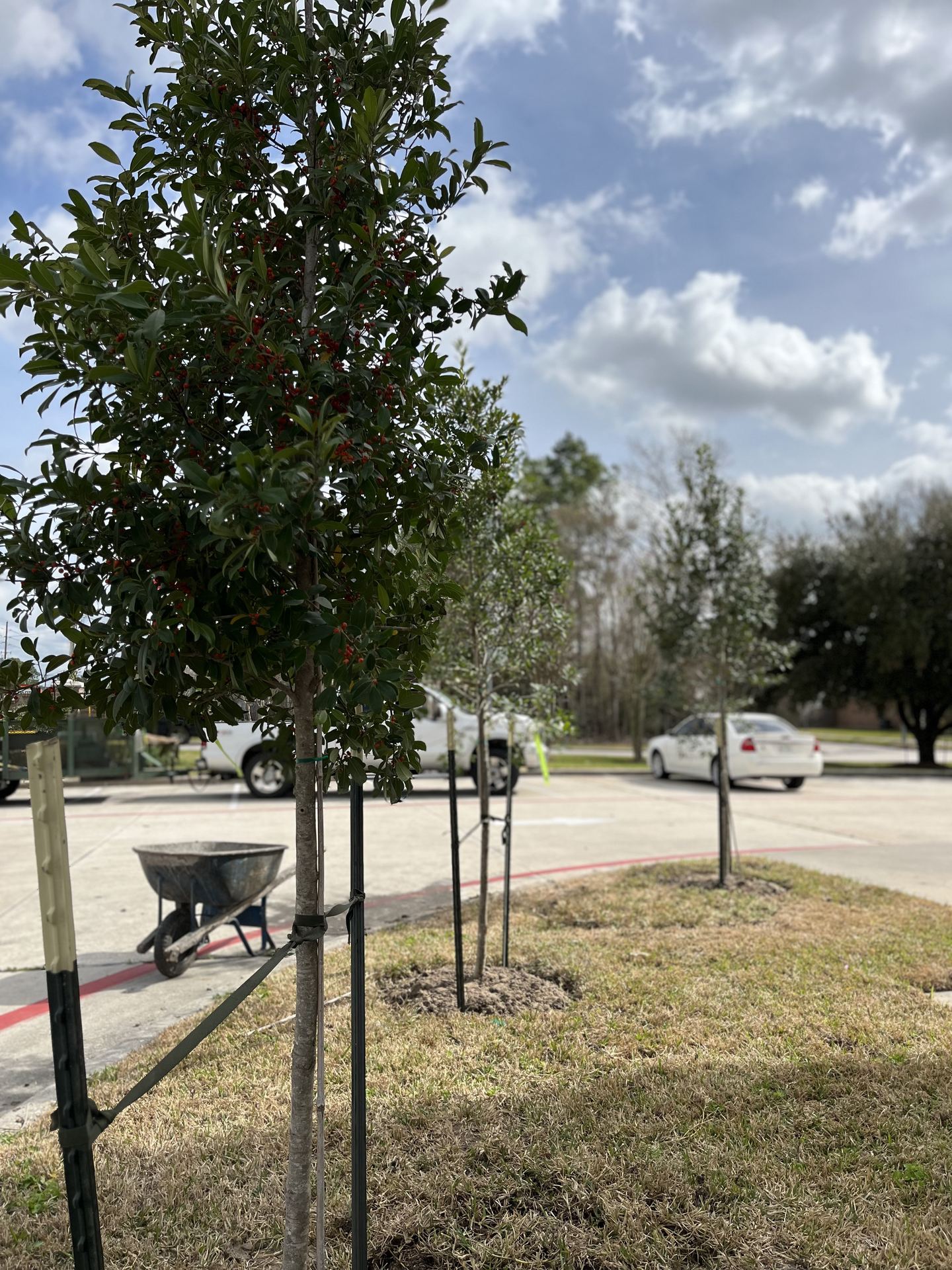 Staked holly tree planting Houston TX