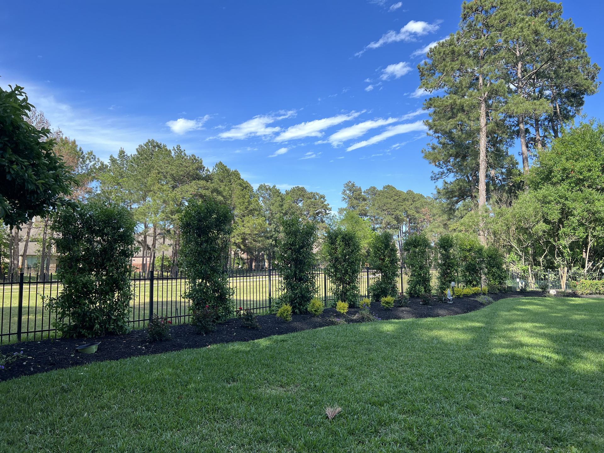 Privacy tree planting along iron fence Houston TX
