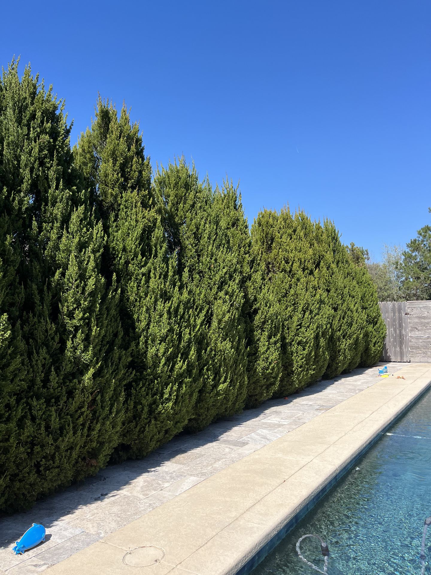 Privacy tree planting installation Houston TX
